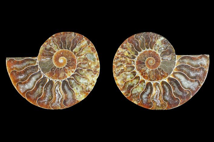 Agatized Ammonite Fossil - Madagascar #145923